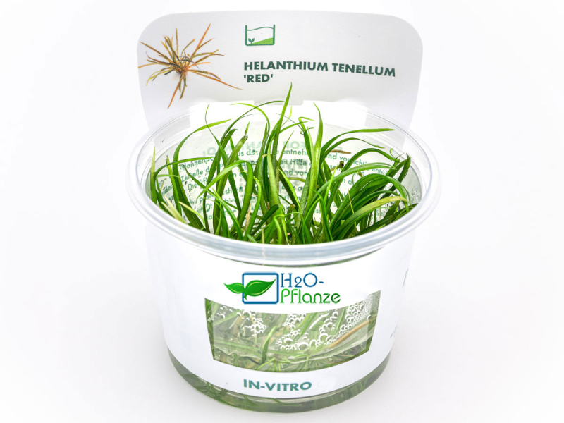 Zwergschwertpflanze - Helanthium tenellum ´Red´ in vitro